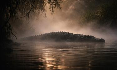 Крокодил-убийца динозавров стал кошмаром мелового периода — Nature Communications