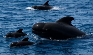 Чёрные дельфины, которых избегают даже косатки: что делает гринд скрытыми властителями глубин
