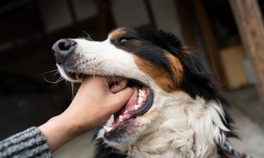 Стресс в праздники толкает собак подбирать еду — кинологи