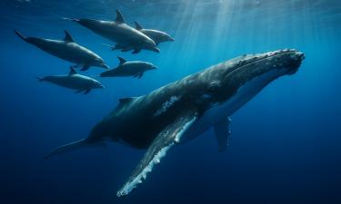 Косатки и дельфины совместно охотятся у острова Ванкувер — Scientific Reports