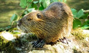 Древние бобры рубили деревья для пищи, а не для строительства плотин