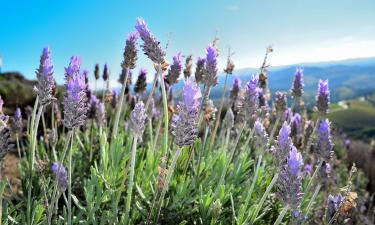 Не спешите в аптеку: это растение может избавить от депрессии — узнайте, как его правильно применять