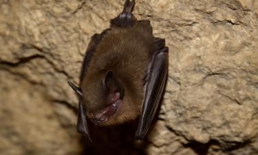 Её не видели 20 лет: редкий обитатель неожиданно обнаружился в алтайской пещере