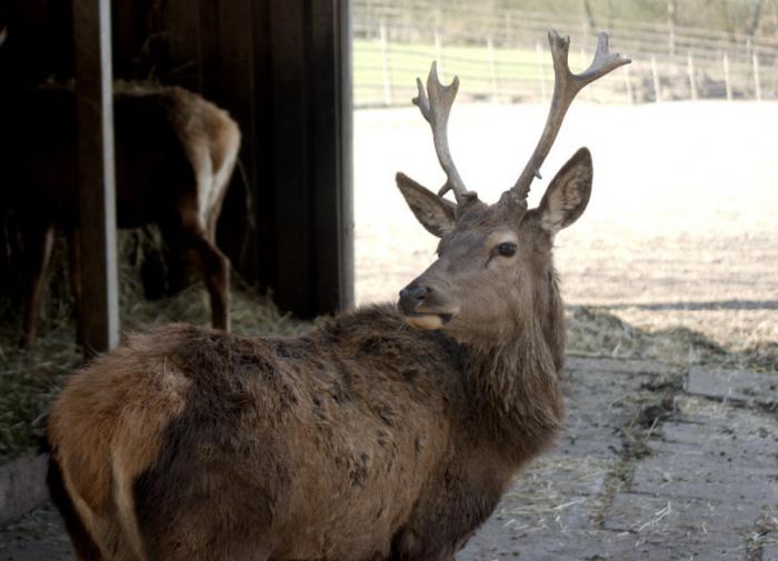 В США среди оленей распространяется опасный для человека "зомби-вирус"