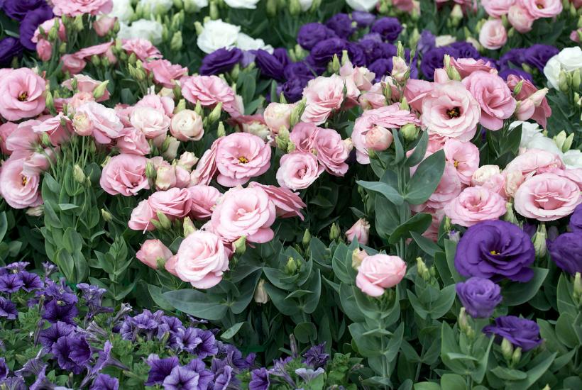 Посев эустомы в январе ускоряет цветение к середине лета