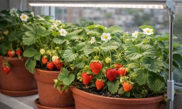 Ремонтантные сорта клубники дают урожай в квартире зимой