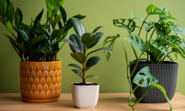 Ночная прохлада бьёт без шума: комнатные растения страдают, пока дом кажется тёплым