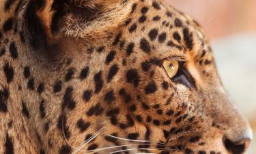 Археологи датировали появление домашних кошек в Китае VIII веком нашей эры