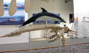 Палеонтологи обнаружили в США останки доисторического дельфина