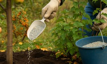 Секрет урожая прячется в календаре Луны: что успеть до 7 сентября