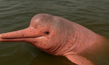 Розовые дельфины Амазонки: оборотни из легенд или чудовища с человеческими привычками