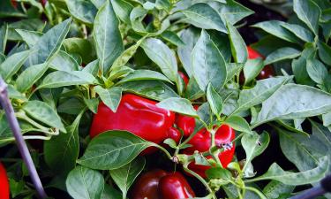 Огородники в панике: болезнь, которая уничтожает перец за неделю, снова набирает силу