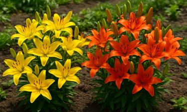 Лилии лучше растут в дренированной почве pH 6–7 — Сiceksel