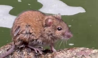 Галкин* и Пугачёва провели операцию по спасению утопающего Жорика