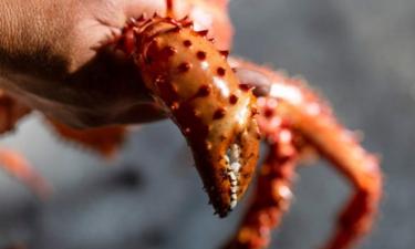 Камчатский краб возвращается? В Баренцевом море наблюдается увеличение запасов этого вида для промысла