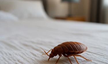 Эффективность парового удара против личинок клопов отметил портал Dengarden