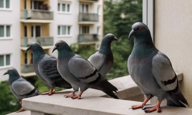 Инженеры превратили голубей в биодроны — KP