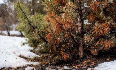 Снег ещё не сошёл, а хвоя рыжеет: сосны могут остаться без иголок — дело не в морозе