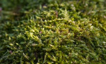 Газон превращается в болото мха: ошибка хозяев запускает цепочку разрушений