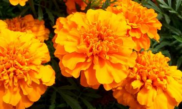 Бархатцы используют для защиты посадок от вредителей — Сiceksel