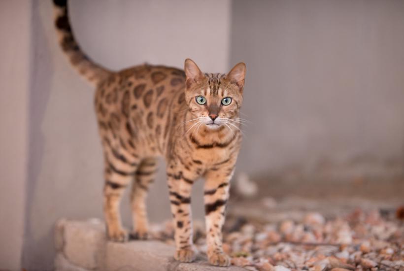 Бенгальская кошка Бенгальская кошка