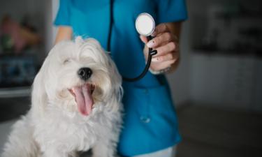 Собака умерла через сутки: роковое решение ветеринара привело хозяйку в суд