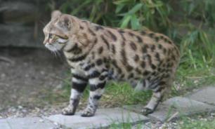 Черноногую кошку признали самой опасной на планете