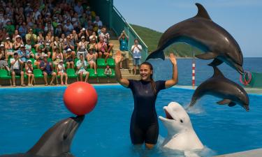 На берегу Чёрного моря творят чудеса — дельфины, которые заставляют поверить в магию