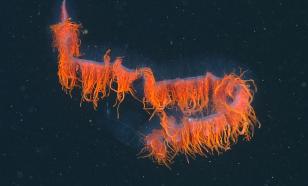 Эксперт рассказал об особенностях сифонофор