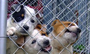 Путин потребовал ускорить защиту животных от живодеров