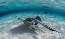 Скаты у берегов Гваделупы отпугивают акул электрическими разрядами