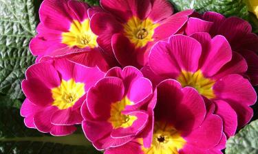 Снеговое укрытие защитило подзимние посевы примул