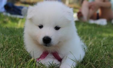 Стресс и адаптация признаны основной причиной скулёжа щенков