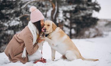 Мелкие собаки быстрее теряют тепло из-за тонкого подшёрстка — эксперты