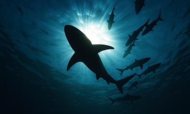 Низкая солёность делает воды Чёрного моря непригодными для акул — океанологи