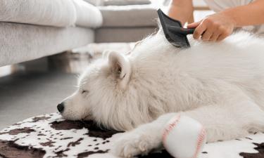 Ветеринар Гольнева назвала самые сложные в уходе породы собак