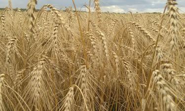 Пшеничный гигант просыпается: Россия готовится к мощному экспортному рывку