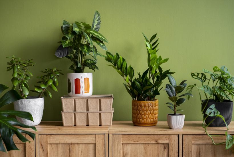 Комнатные растения