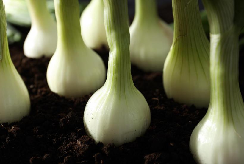 Лук на грядке