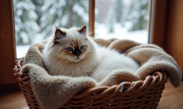 Тайна пушистого ангела: кто такие регдоллы и почему рядом с ними невозможно грустить