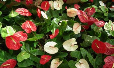 Прохладные лоджии улучшили цветение чувствительных видов