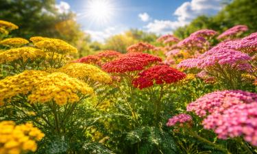 Тысячелистник выдерживает штормовой ветер и дожди