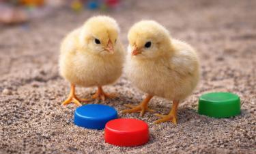 Природа придумала лайфхак раньше людей: как детёныши принимают решения без обучения