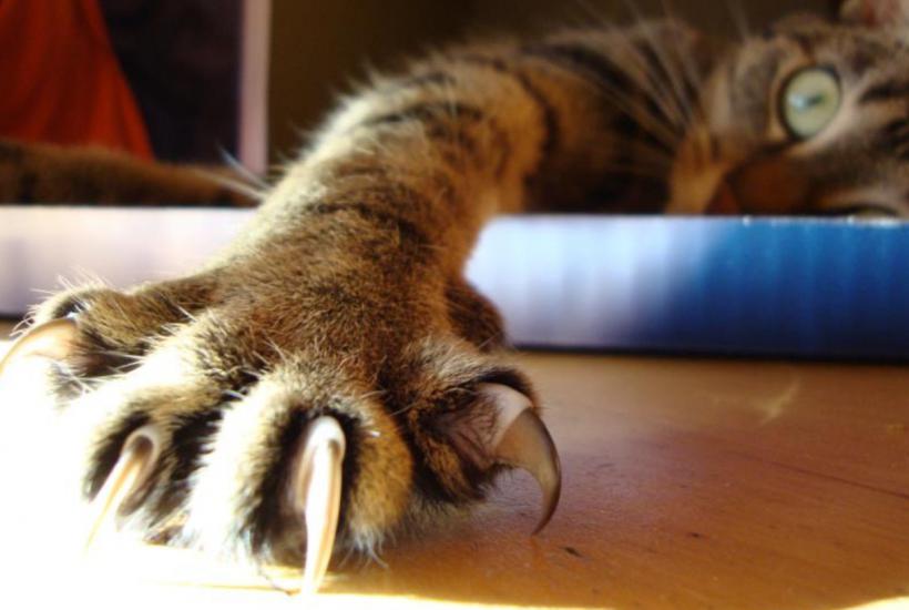 Почему кошка дерет мебель: 5 факторов, о которых молчат ветеринары