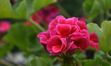 Подкормка герани рисовой водой зимой помогает сохранить цвет листьев