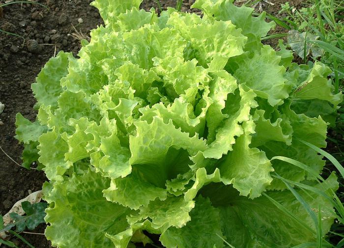 Ученым удалось вывести "золотой салат", богатый витаминами