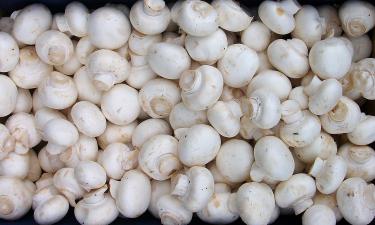 566 тонн за полгода: Удмуртия экспортировала в Казахстан рекордные объёмы субстрата для шампиньонов