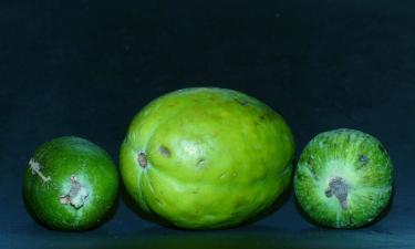 Щитовидка скажет спасибо: названы 3 причины полюбить фейхоа этой осенью