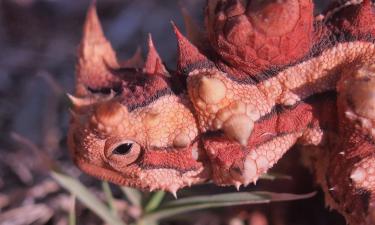 Как будто сгенерированы ИИ: 5 животных, в чьё существование сложно поверить