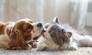 Дружелюбны и игривы: названы 6 кошачьих пород, которые ладят с собаками и обожают с ними играть